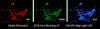 Diode Dynamics 18-19 Mustang Stage 1 Mustang Interior LED Light Kit - Cool - White